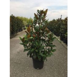 Magnolia gran."Gallison." CLT18 6/8 nagyvirágú liliomfa