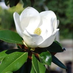 MAGNOLIA GRANDIFLORA GALLISONIENSIS CLT. 70 200/250 Nagyvir&aacute;g&uacute; liliomfa