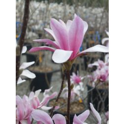 MAGNOLIA LILIIFLORA BETTY CLT. 18 magnólia, liliomfa