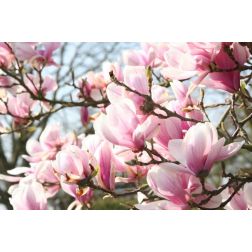 Magnolia stell. CLT18 100/125 csillagvirágú liliomfa