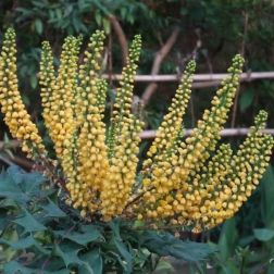 MAHONIA MEDIA CHARITY CLT. 15 Mahónia