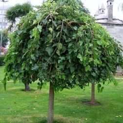 MORUS ALBA PENDULA CLT. 30 10/12 STANDARD Csüngő eperfa