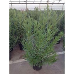 Nerium oleander CLT18 100/125 leander