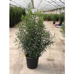 Nerium oleander CLT30 125/150 leander