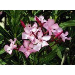 Nerium oleander CLT50 150/175 leander