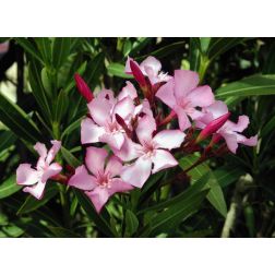 Nerium oleander CLT70 175/200 leander