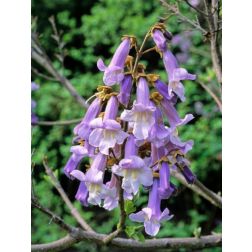 PAULOWNIA IMPERIALIS (TOMENTOSA) CLT. 18 8/10 STANDARD császárfa (csak áruházi átvétellel)