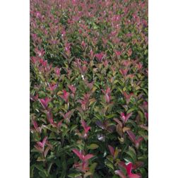 PHOTINIA SERRULATA RED ROBIN CLT. 15 HALF STANDARD kerti korallberkenye