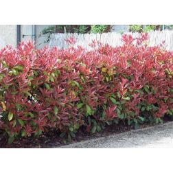 Photinia ser."Red Robin" CLT30 kerti korallberkenye