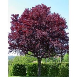 PRUNUS CERASIFERA PISSARDI CLT. 15 6/8 STANDARD Cseresznyeszilva