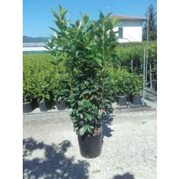 Prunus la."Caucasica" CLT18 125/150 babérmeggy