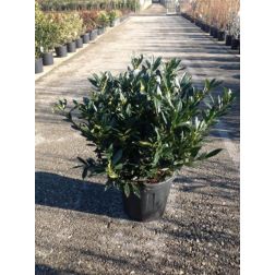 PRUNUS LAUROCERASUS OTTO LUYKEN LV 9 MINI STANDARD babérmeggy