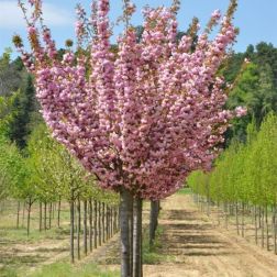 Prunus ser."Kanzan" CLT18 8/10 jap&aacute;ncseresznye (csak &aacute;ruh&aacute;zi &aacute;tv&eacute;tellel)