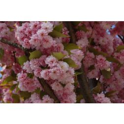 Prunus ser."Kanzan" CLT130 8/10 jap&aacute;ncseresznye