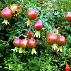 PUNICA GRANATUM NANA GRACILISSIMA CLT. 3 Gránátalma