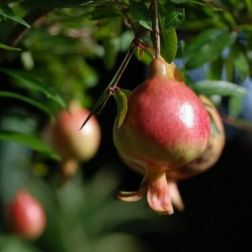PUNICA GRANATUM NANA GRACILISSIMA CLT. 7 Gránátalma