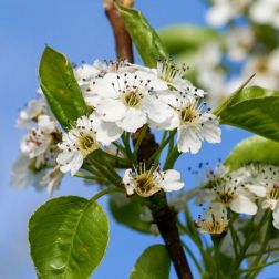 Pyrus calleryana "Chanticleer" CLT18 kínai díszkörte