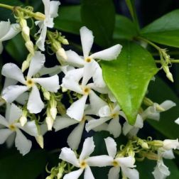 TRACHELOSPERMUM JASMINOIDES CLT. 3 csillagjázmin