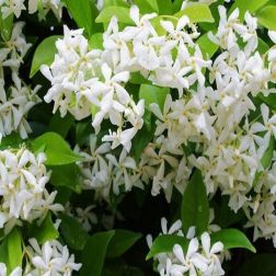 Trachelospermum jasm. CLT3 100/125