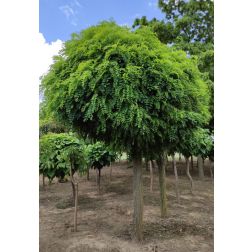 Robinia pse. "Umbraculifera" CLT18 fehér akác