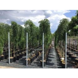 Sophora jap. "Pendula CLT18 8/10 jap&aacute;nak&aacute;c