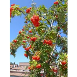 SORBUS AUCUPARIA CLT. 18 8/10 STANDARD madárberkenye