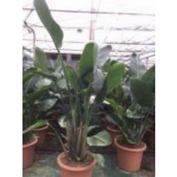 Strelitzia nicolai CLT18 vadban&aacute;n