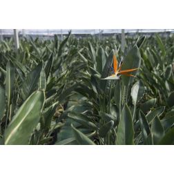 STRELITZIA REGINAE CLT. 18 100/125 pomp&aacute;s papg&aacute;jvir&aacute;g