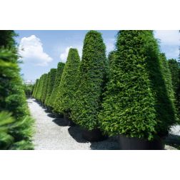 TAXUS BACCATA CLT. 18 80/100 CONE közönséges tiszafa