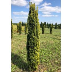 TAXUS BACCATA FASTIGIATA AUREA CLT. 30 100/120 Közönséges tiszafa
