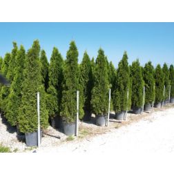 THUJA OCCIDENTALIS SMARAGD (EMERAUDE) CLT. 15 HALF STANDARD smaragd tuja