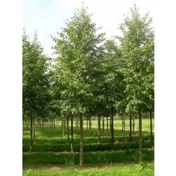 Tilia cordata CLT18 8/10 kislevelű h&aacute;rs