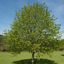 TILIA CORDATA CLT. 30 10/12 STANDARD Kislevelű hárs