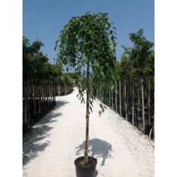 ULMUS GLABRA (MONTANA) PENDULA CLT. 30 10/12 STANDARD hegyi szil