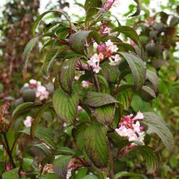 VIBURNUM BODNANTENSE DAWN CLT. 10 Kikeleti bangita