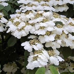 VIBURNUM PLICATUM LANARTH CLT. 10 Redős levelű bangita