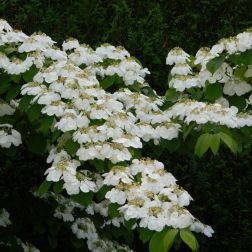 VIBURNUM PLICATUM WATANABE CLT. 10 Redős levelű bangita