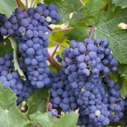 VITIS VINIFERA nera CLT. 5 szőlő