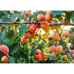 Prunus arm. (kajszi) CLT70 1/2T kajszibarack
