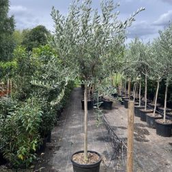 Olea europea CLT25 TÖBBTÖRZS olajfa