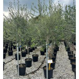 Olea europea CLT25 8/10T olajfa
