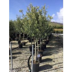 OLEA EUROPAEA (OLIVI) CLT. 70 14/16 HALF STANDARD olajfa