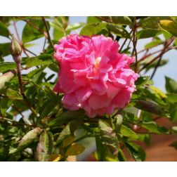 ROSAI BANKSIAE ROSEA CLT. 10 175/200 Futórózsa