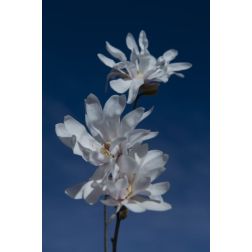 MAGNOLIA STELLATA CLT. 5 magnólia, csilagvirágú liliomfa