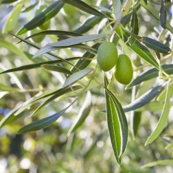 OLEA EUROPAEA (OLIVI) CLT. 10 HALF STANDARD Olajfa