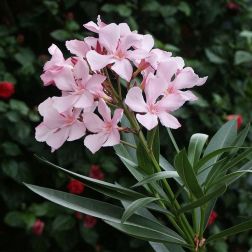 Nerium oleander leander CLT30 1/2T