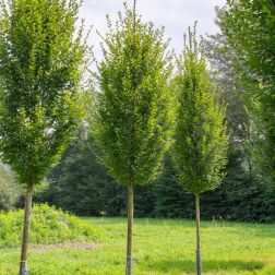 CARPINUS BETULUS FASTIGIATA CLT. 18 150/200 FEATHERED K&ouml;z&ouml;ns&eacute;ges gyerty&aacute;n