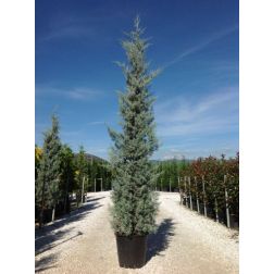 CUPRESSUS ARIZ. FASTIGIATA CLT. 15 60CM CLEAR STEM arizónai ciprus