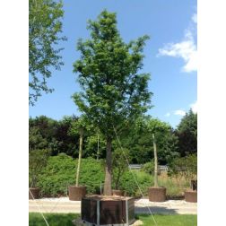 METASEQUOIA GLYPTOSTROBOIDES CLT. 30 10/12 STANDARD kínai mamutfenyő