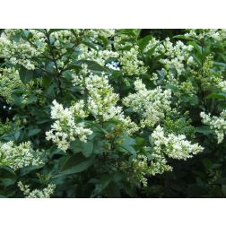LIGUSTRUM OVALIFOLIUM CLT. 10 Fagyal